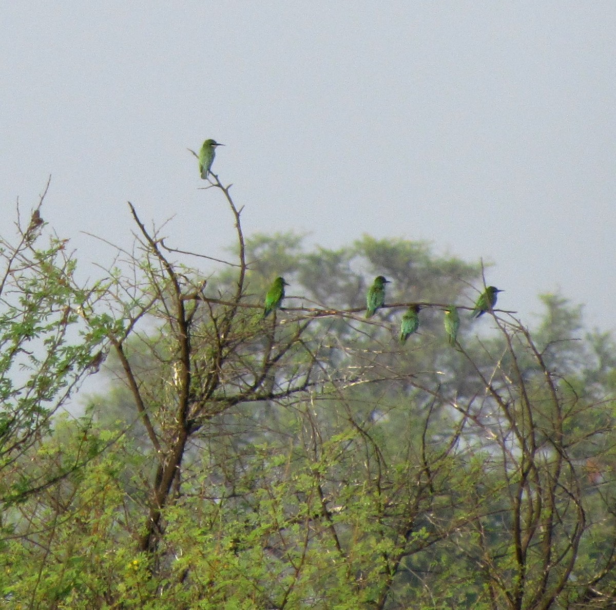 Blue-cheeked Bee-eater - Rajubhai Patel