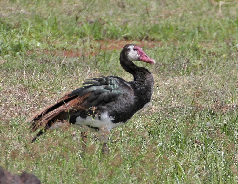 Spur-winged Goose (Northern) - ML206266071