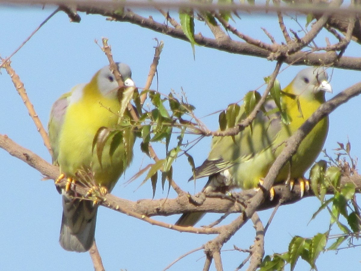 Yellow-footed Green-Pigeon - ML206266461