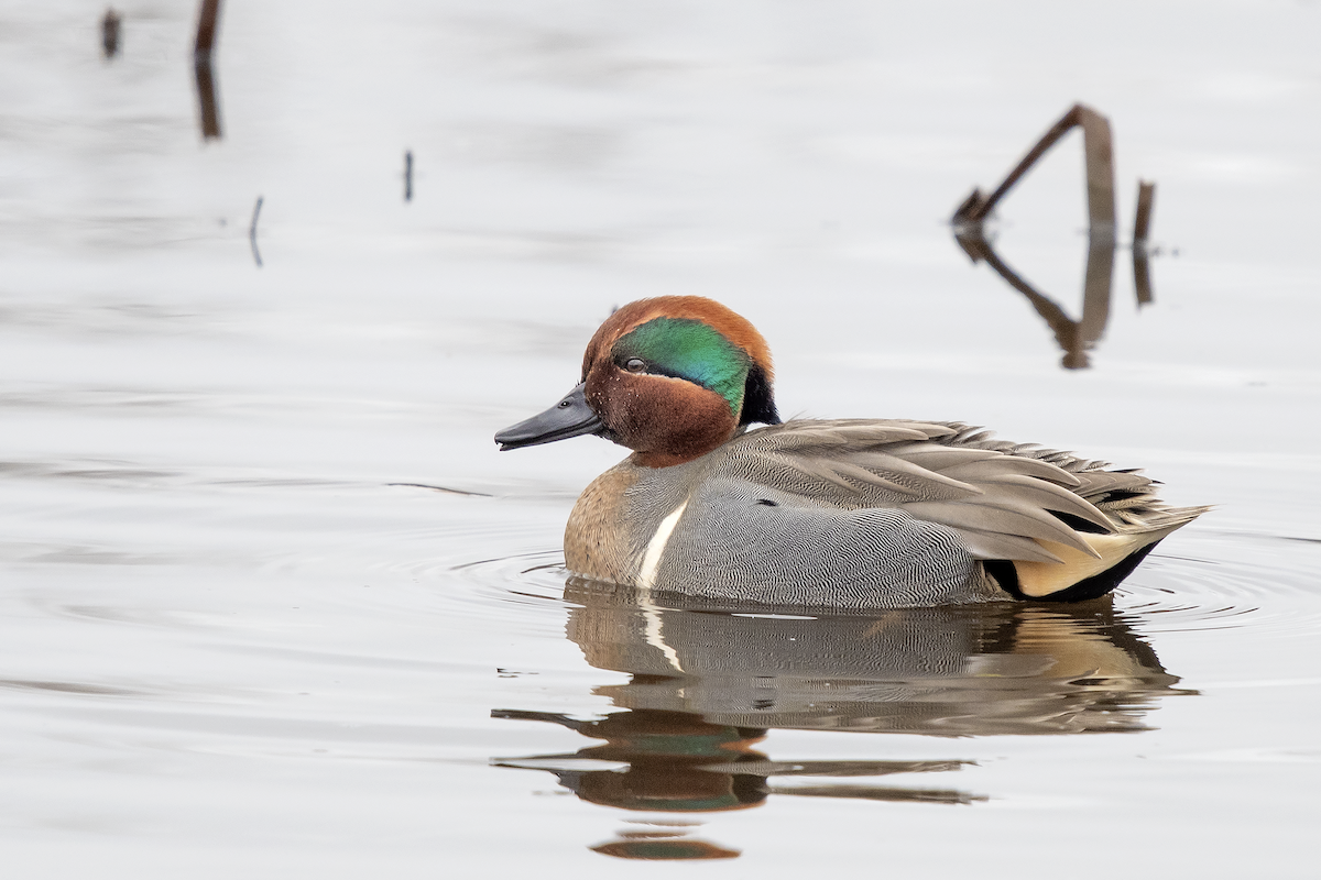 Green-winged Teal - ML206266591