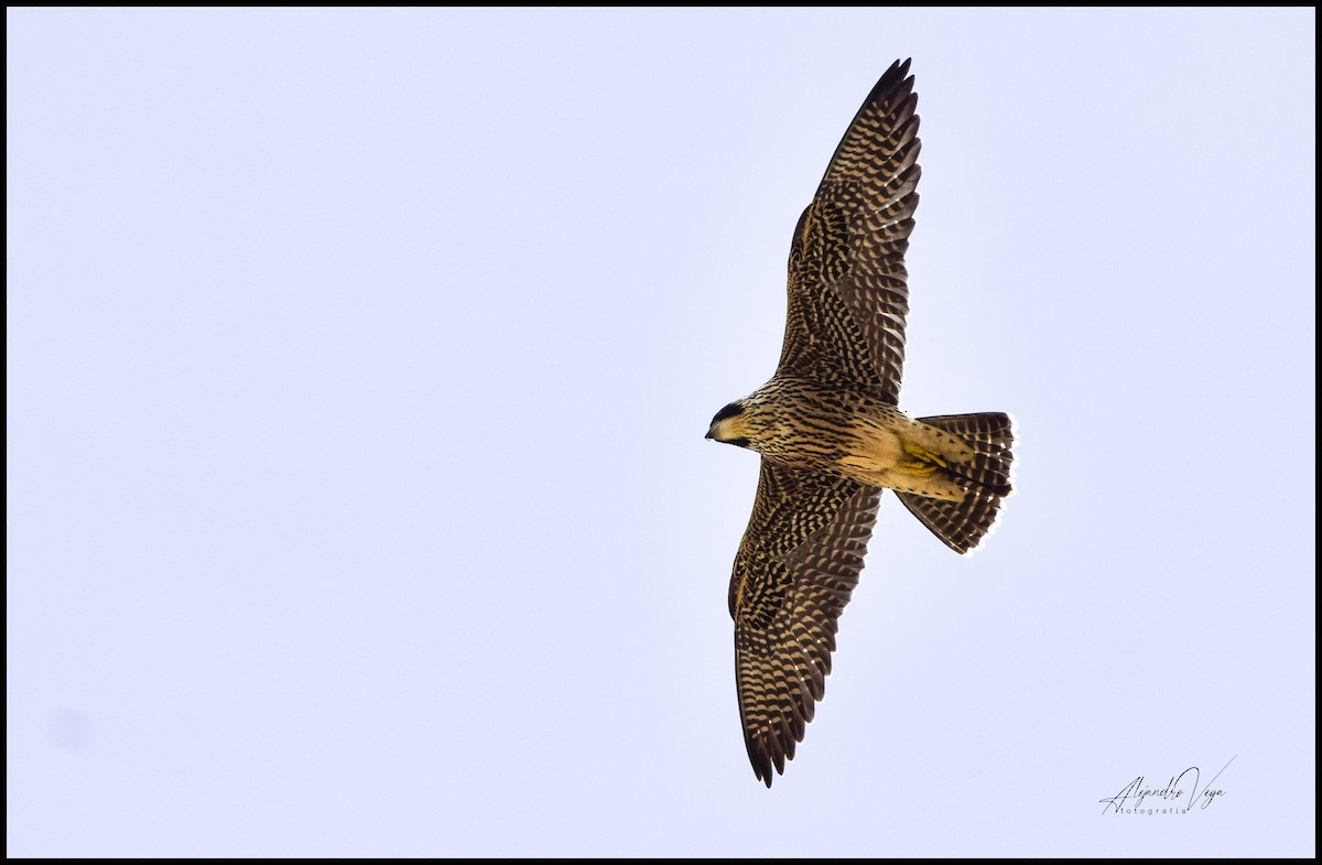 Peregrine Falcon - alejandro vega