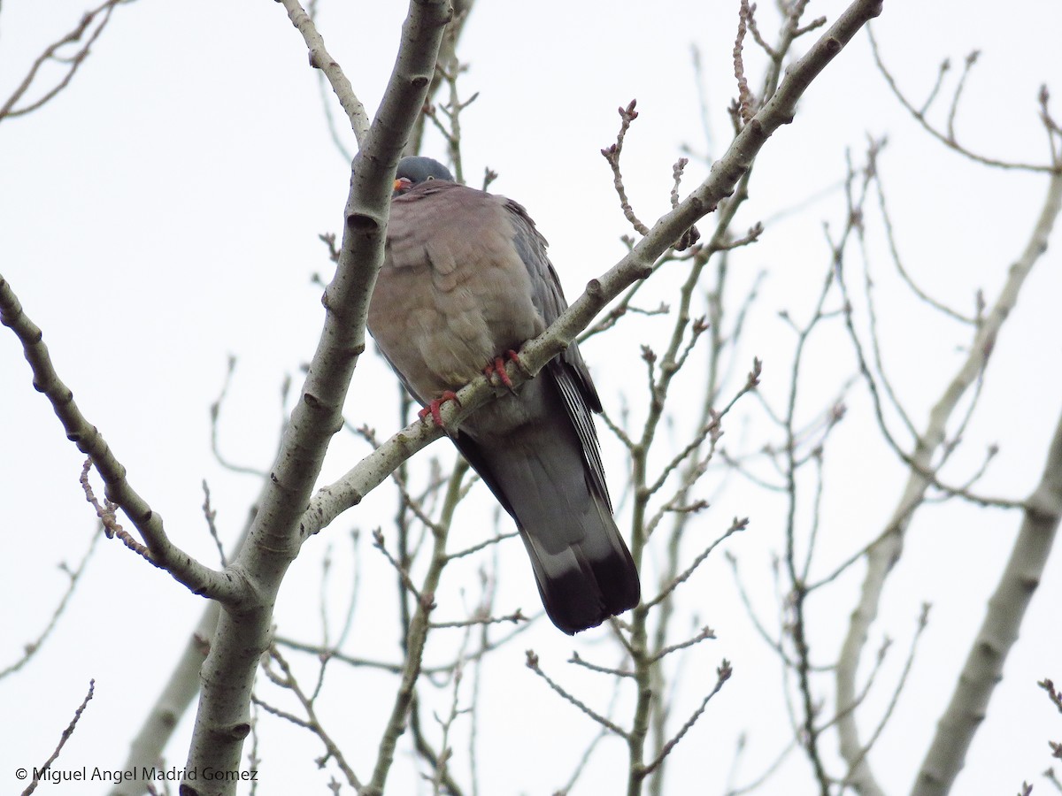 Common Wood-Pigeon - ML206272361