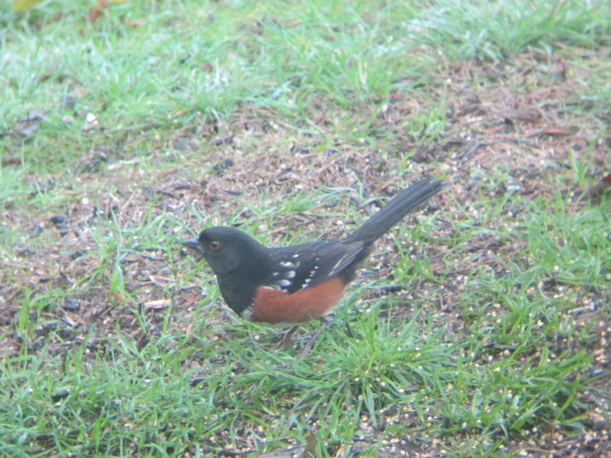 Spotted Towhee - Dave Slager