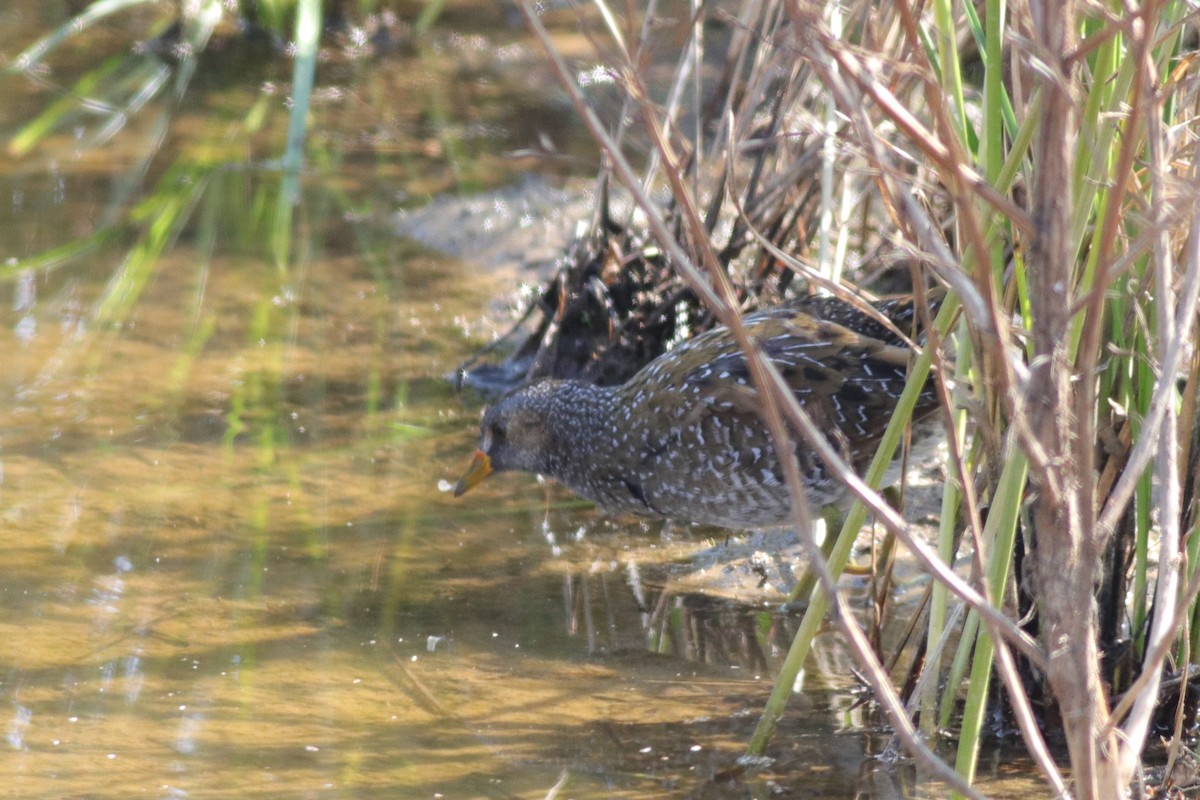 Spotted Crake - ML206274331