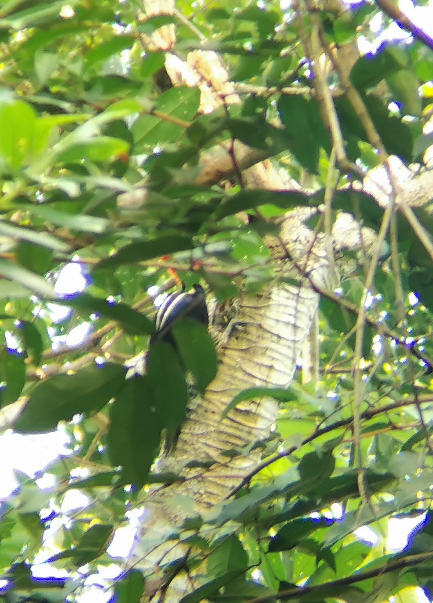 Pale-billed Woodpecker - Guatemala Quest