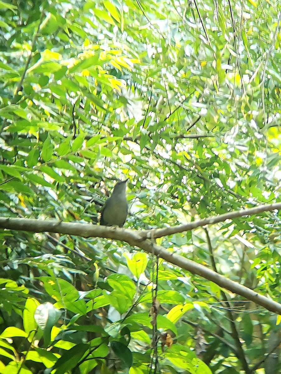 Gray Catbird - Guatemala Quest