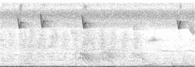 Conirostre oreillard - ML206280181