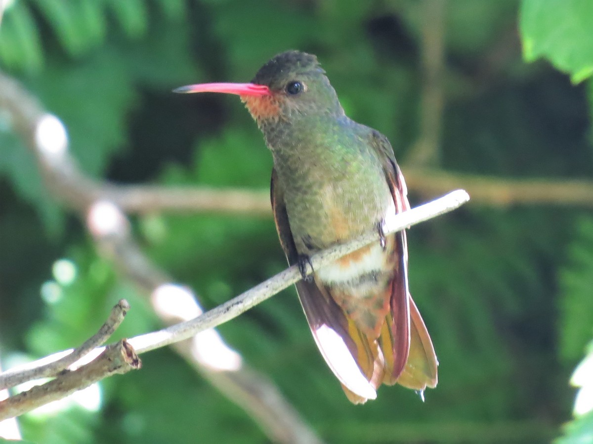 Gilded Hummingbird - Rafael Tosi