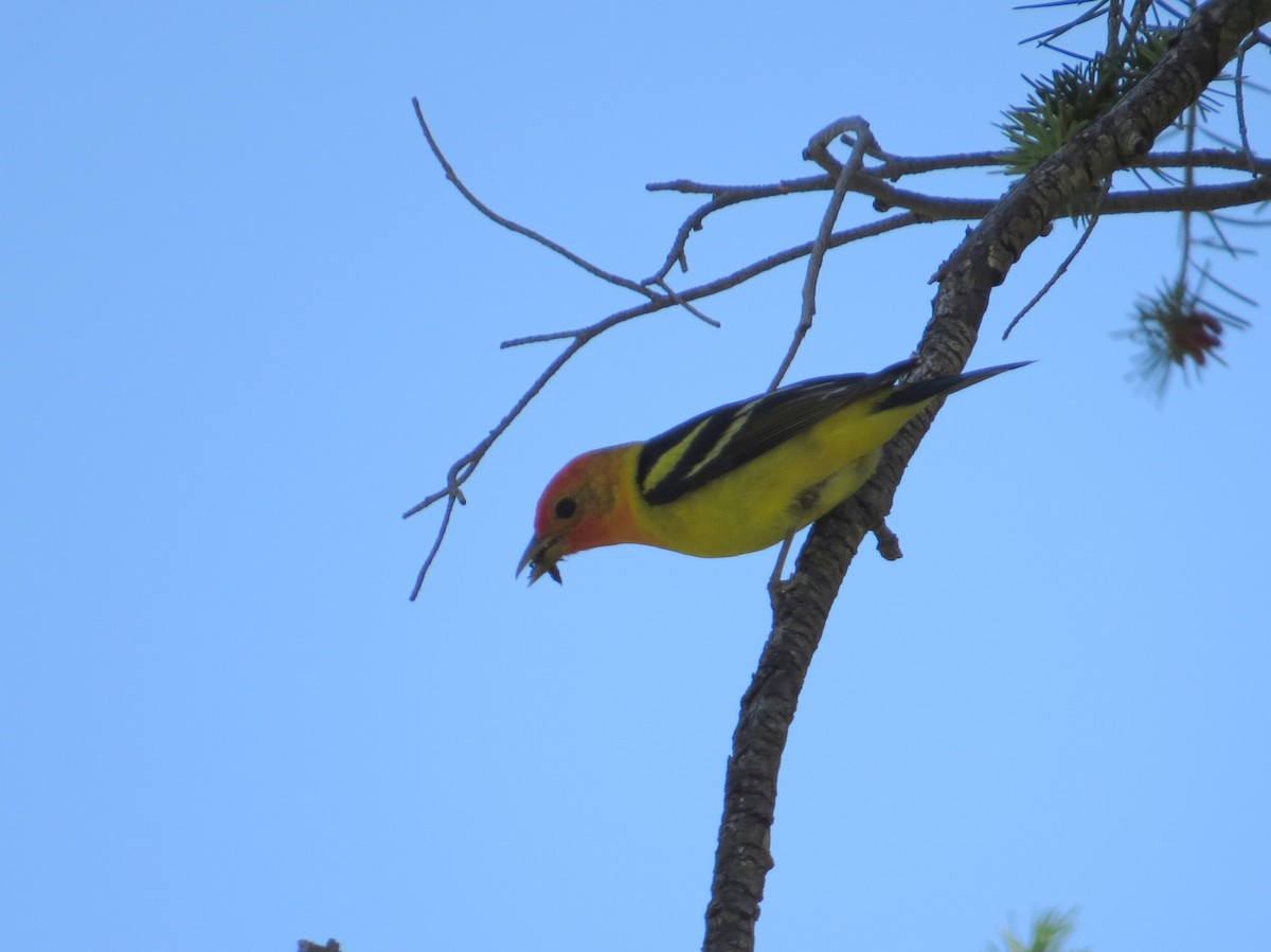 Western Tanager - Ann Truesdale