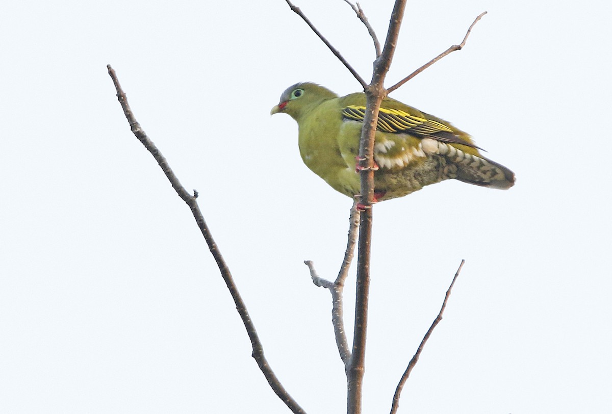 Thick-billed Green-Pigeon - Bob Curry