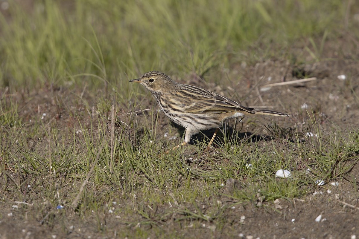 Meadow Pipit - ML206288131