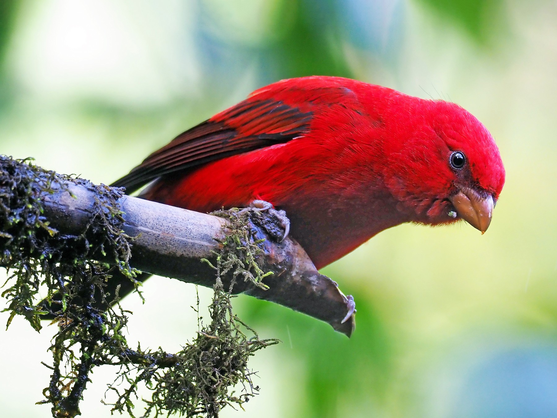 Scarlet Finch - eBird