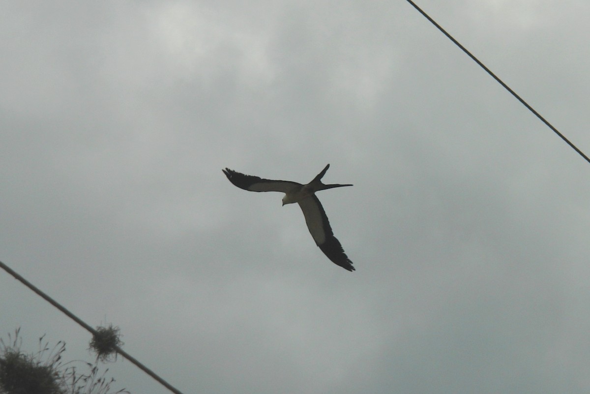 Swallow-tailed Kite - ML206293801