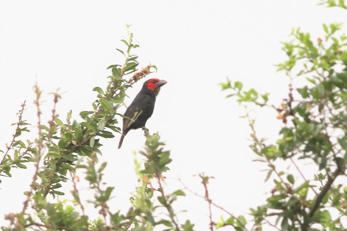 Red-faced Barbet - ML206295021