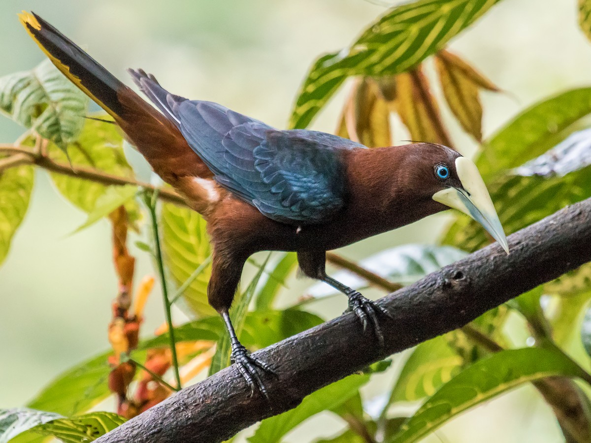 Chestnut-headed Oropendola - Psarocolius wagleri - Birds of the World