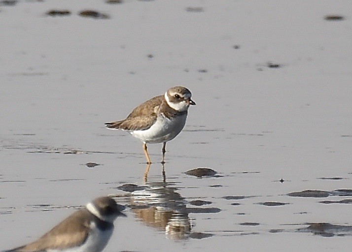 Semipalmated Plover - ML206304391