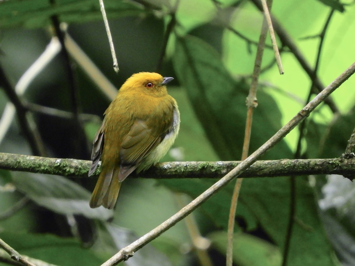 Yellow-headed Manakin - Chloropipo flavicapilla - Birds of the World