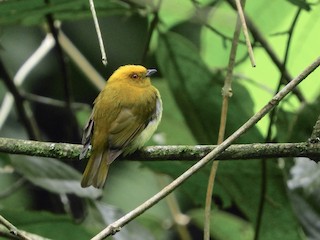  - Yellow-headed Manakin