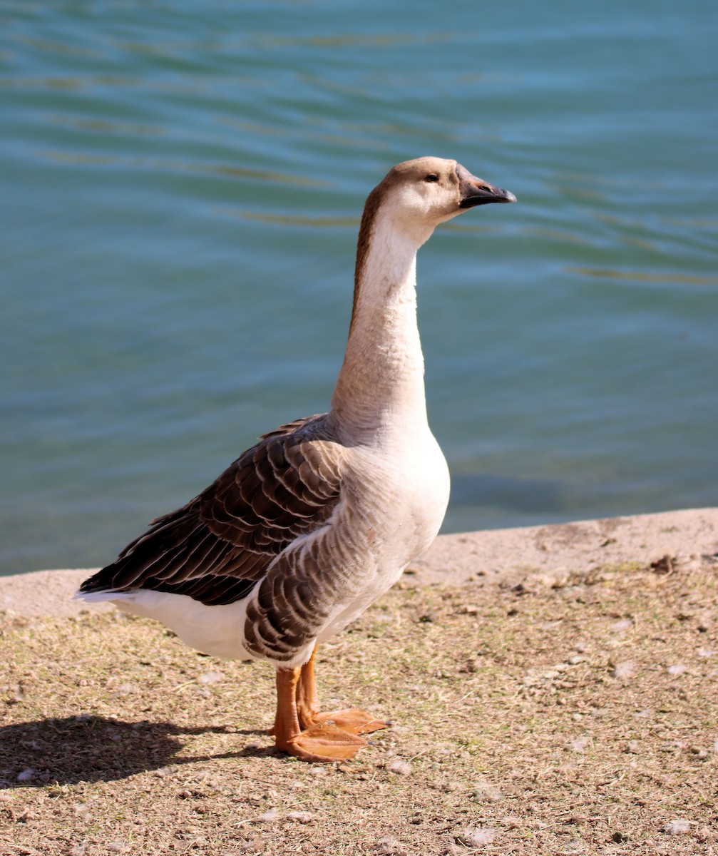 Swan Goose (Domestic type) - ML206318631