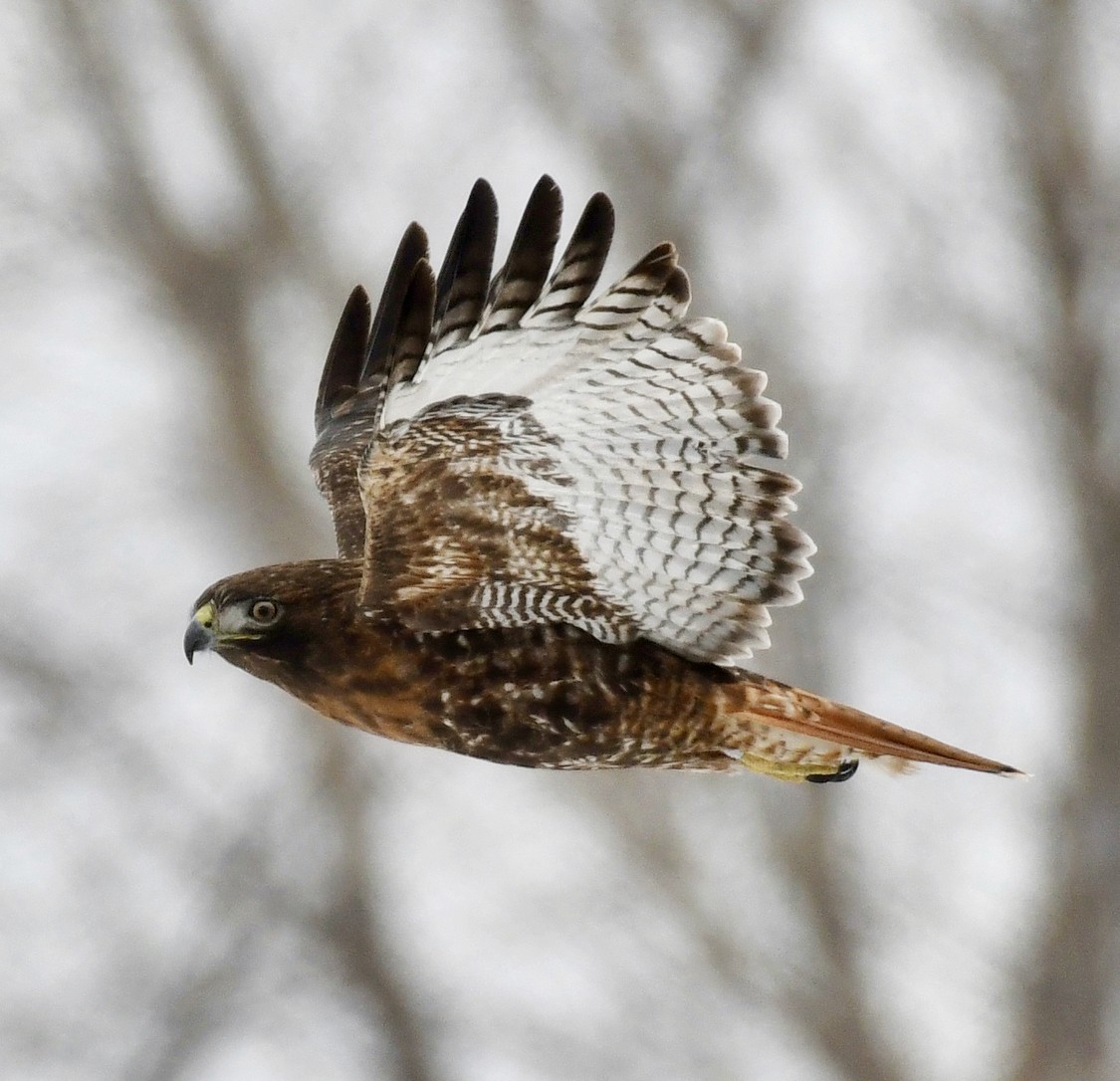 Red-tailed Hawk (abieticola) - Kevin Manley