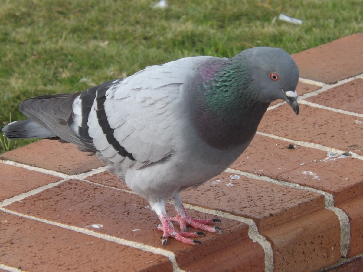 Rock Pigeon (Feral Pigeon) - Sandra Hinton