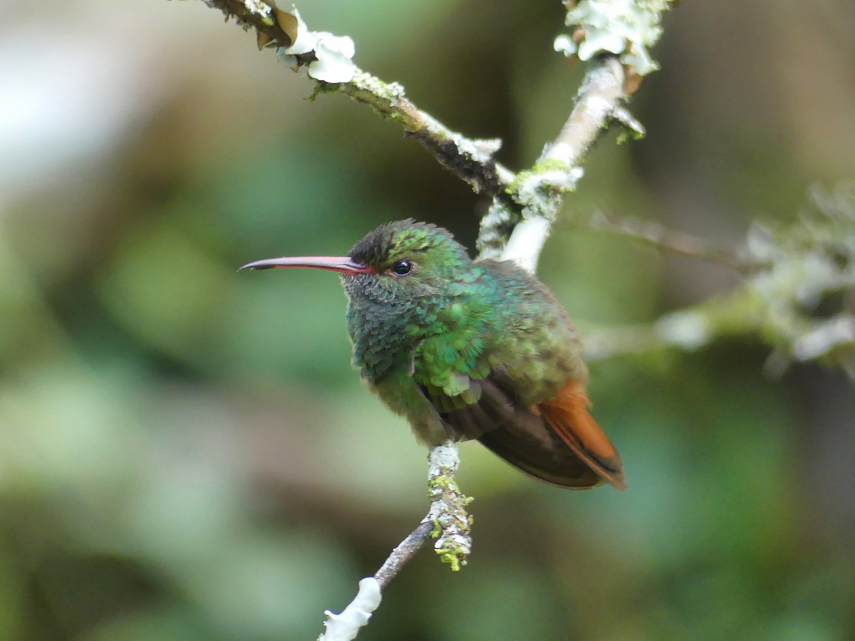 Rufous-tailed Hummingbird - ML206325681