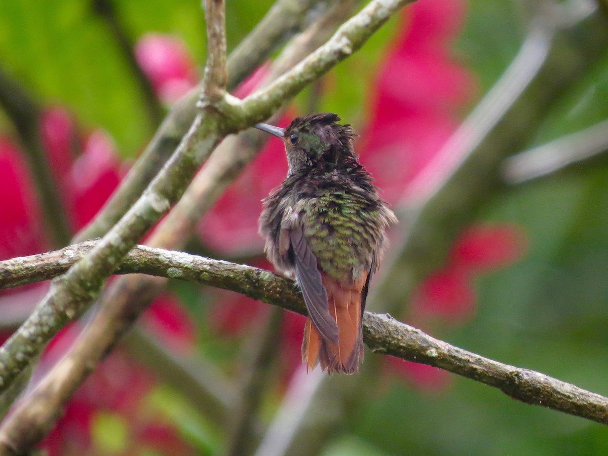 Rufous-tailed Hummingbird - ML20632941