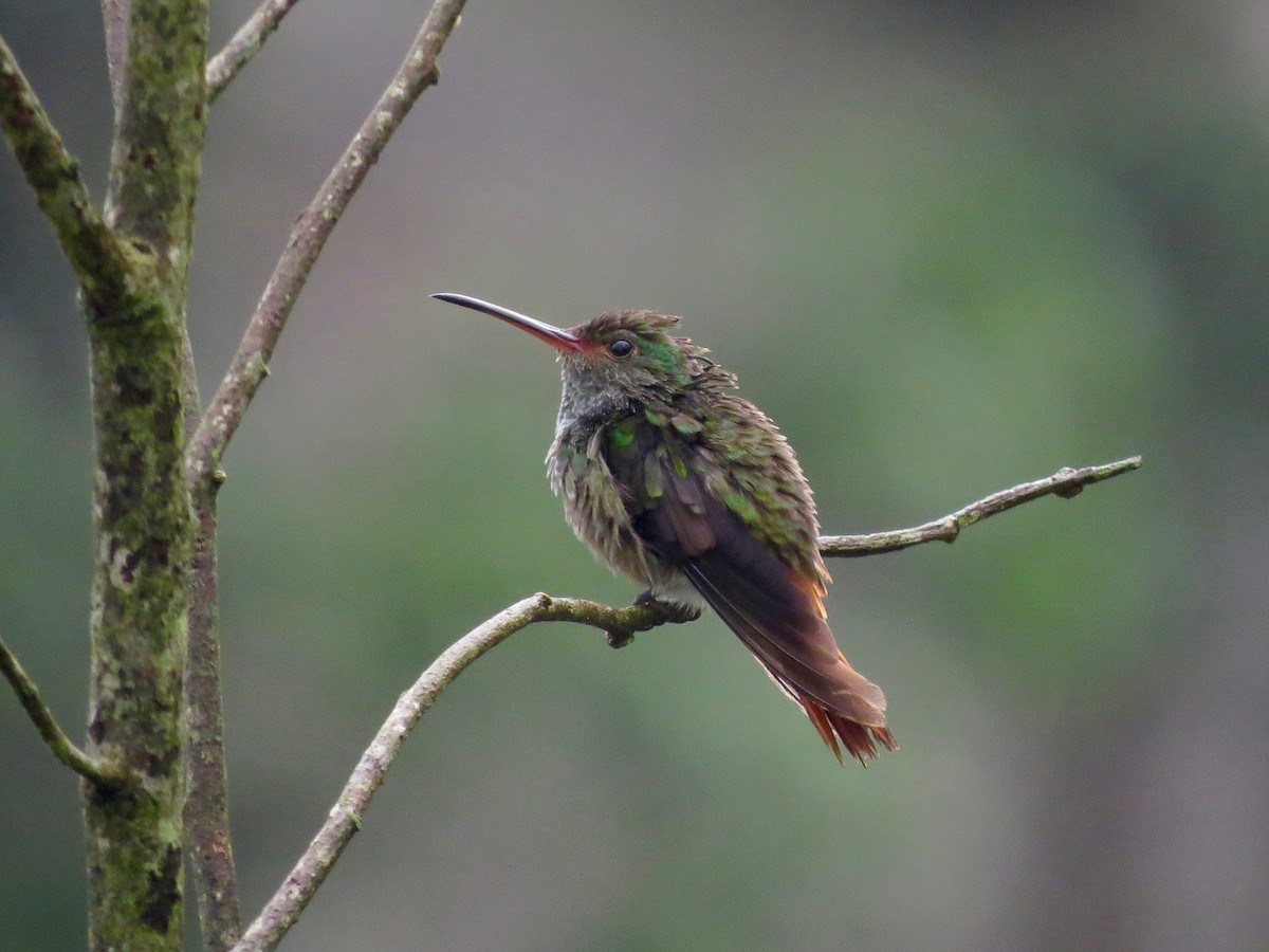 Rufous-tailed Hummingbird - ML20632961
