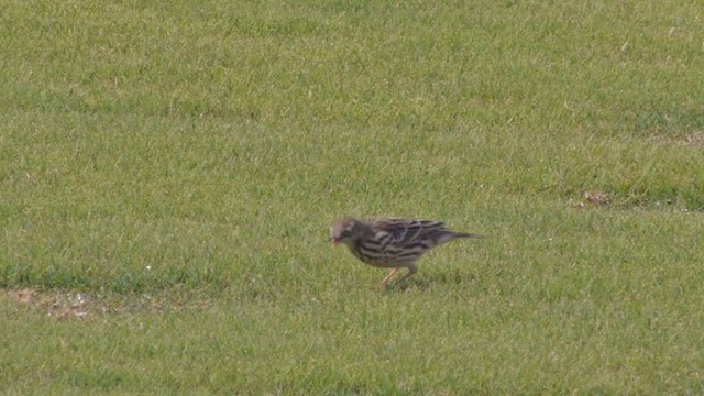 Red-throated Pipit - ML206331091