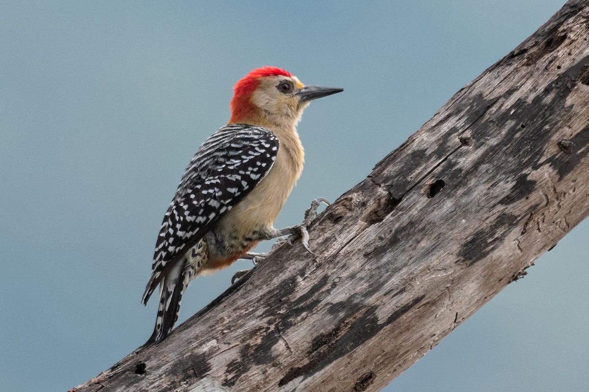 Red-crowned Woodpecker - ML206333261
