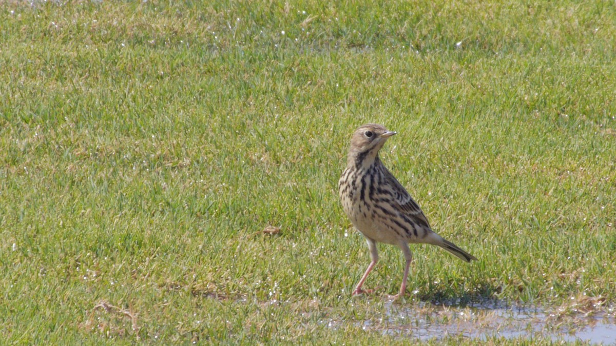 Red-throated Pipit - ML206335711