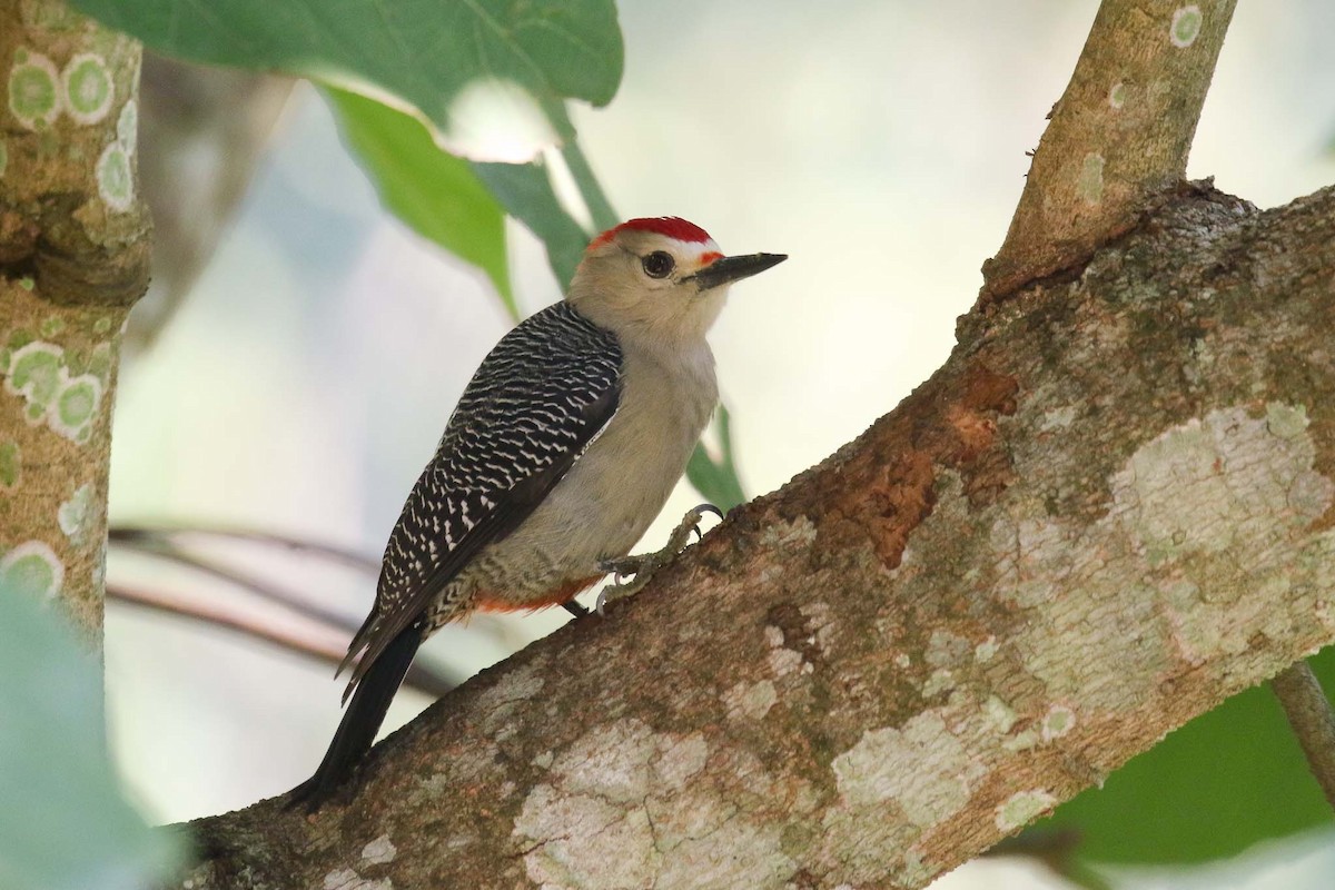 Golden-fronted Woodpecker (Velasquez's) - ML206336781