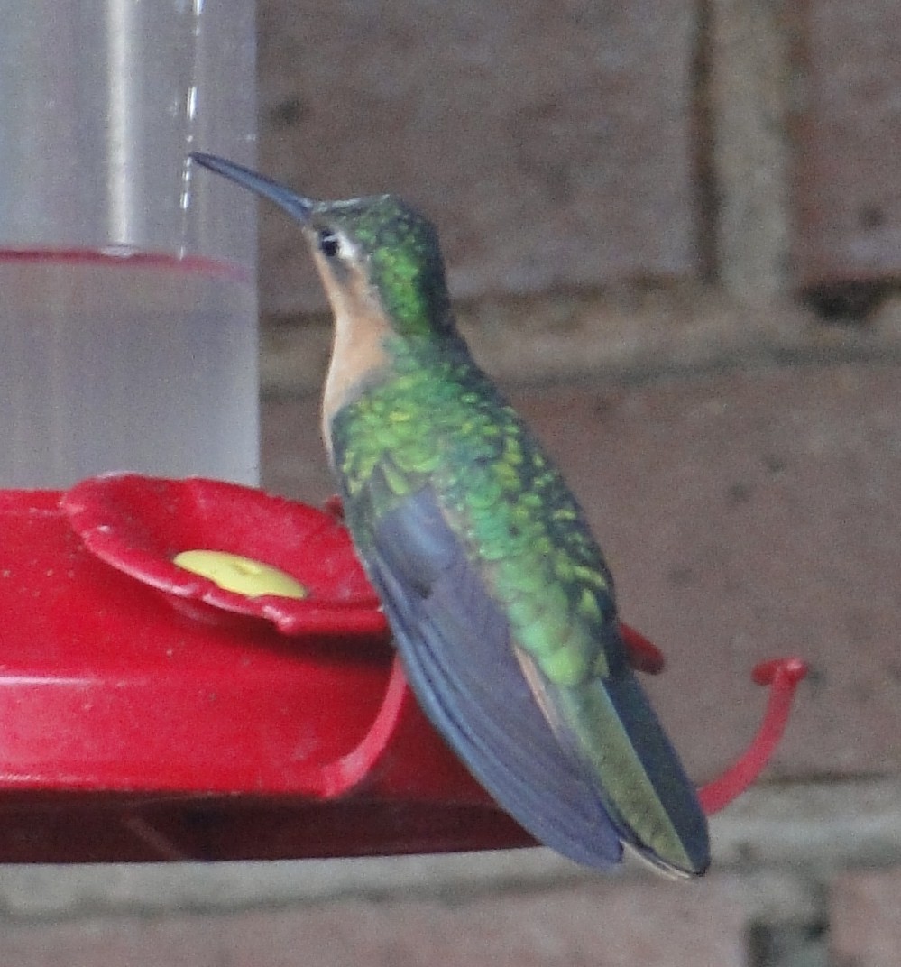 kolibřík pestroocasý - ML206340911