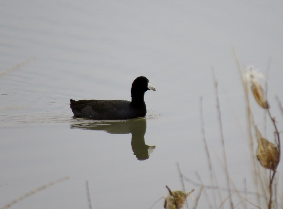 American Coot (Red-shielded) - ML20634211