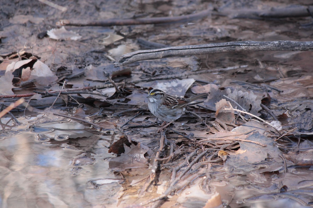 White-throated Sparrow - ML206342281