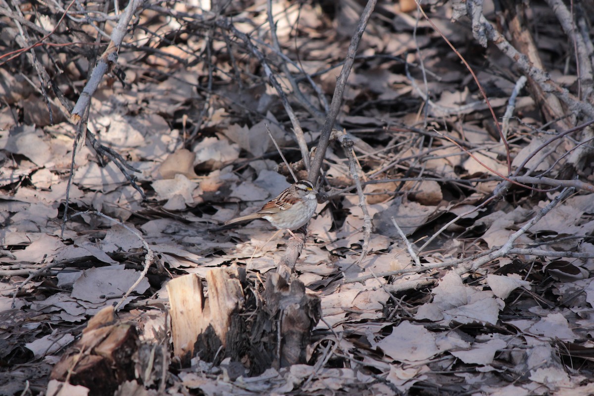 White-throated Sparrow - ML206342321