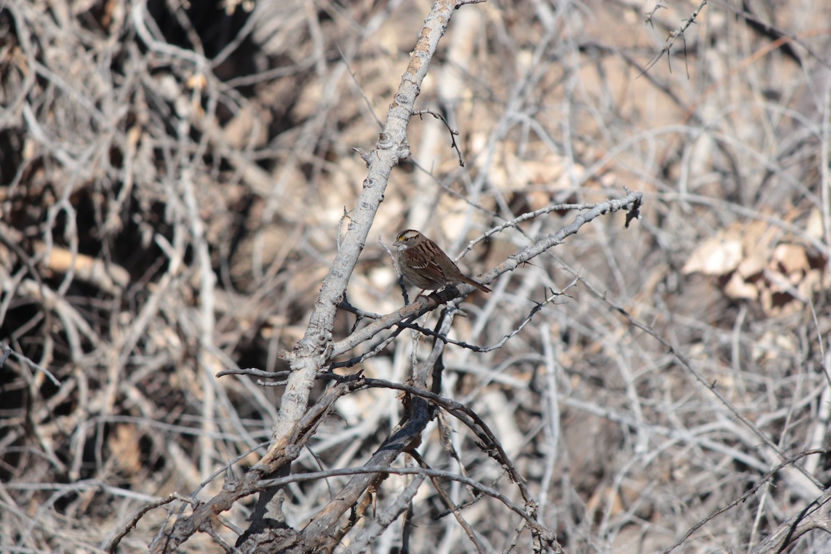 White-throated Sparrow - ML206342401