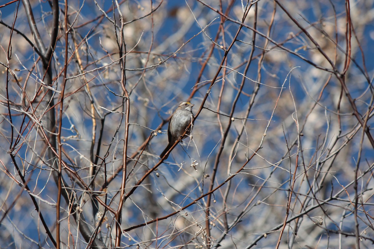 White-throated Sparrow - ML206344071