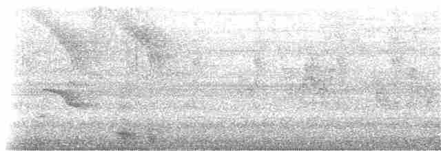 Ariane à ventre gris (groupe tzacatl) - ML206344311
