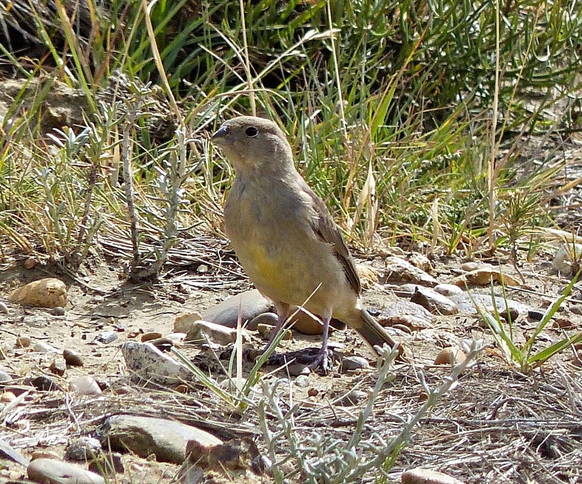 Patagonian Yellow-Finch - ML206345111