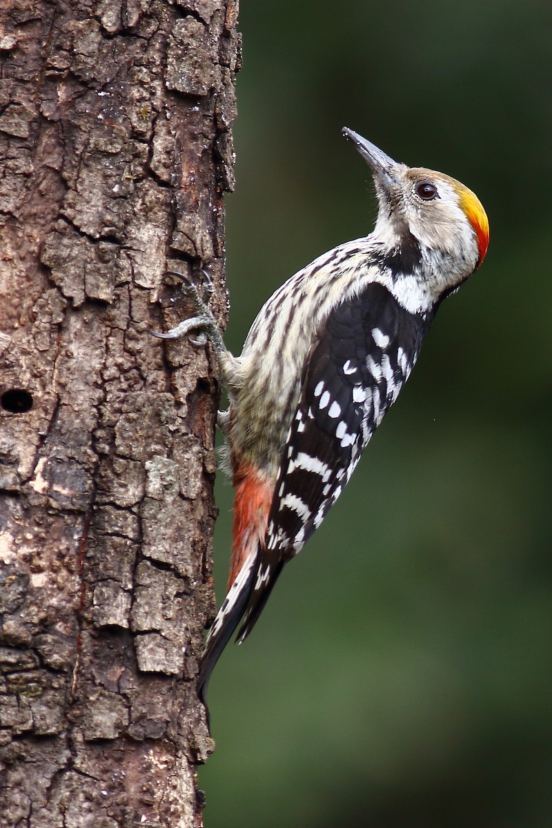 Brown-fronted Woodpecker - ML206345441