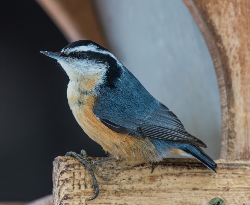 Red-breasted Nuthatch - Ann Mossman