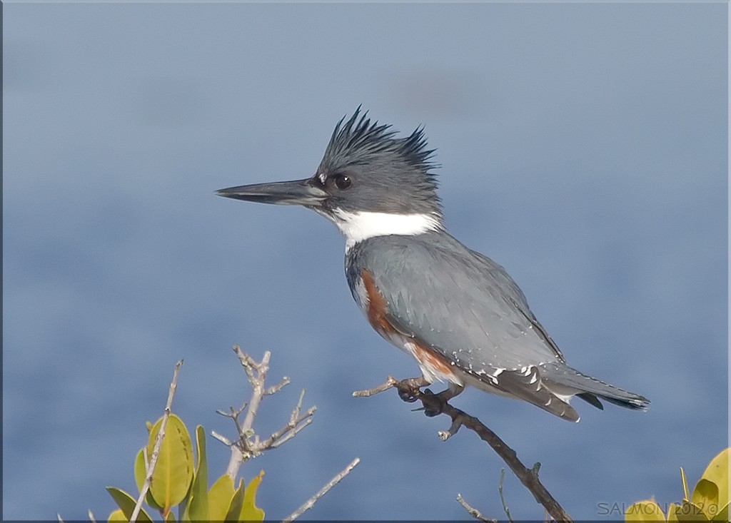 Belted Kingfisher - Frank Salmon