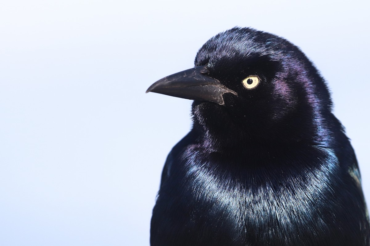 Boat-tailed Grackle - ML206350001