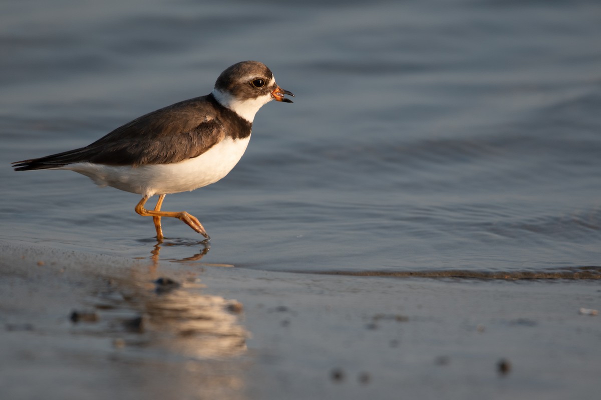 Semipalmated Plover - Patrick Shure