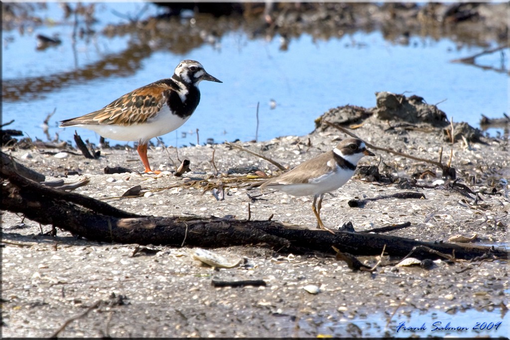 Semipalmated Plover - Frank Salmon
