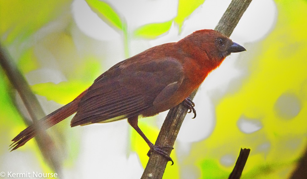 Red-throated Ant-Tanager - Kermit  Nourse