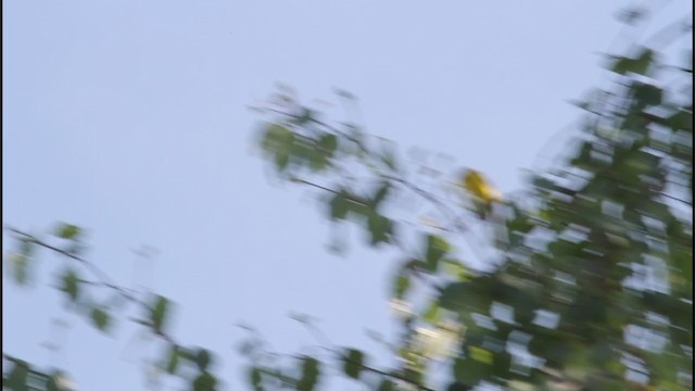 Blue-winged Warbler - ML206356481