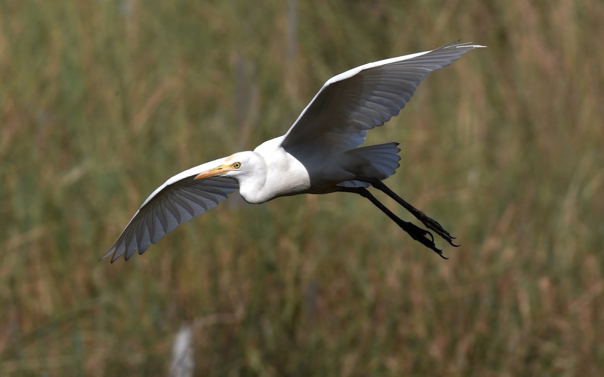 Eastern Cattle Egret - mathew thekkethala