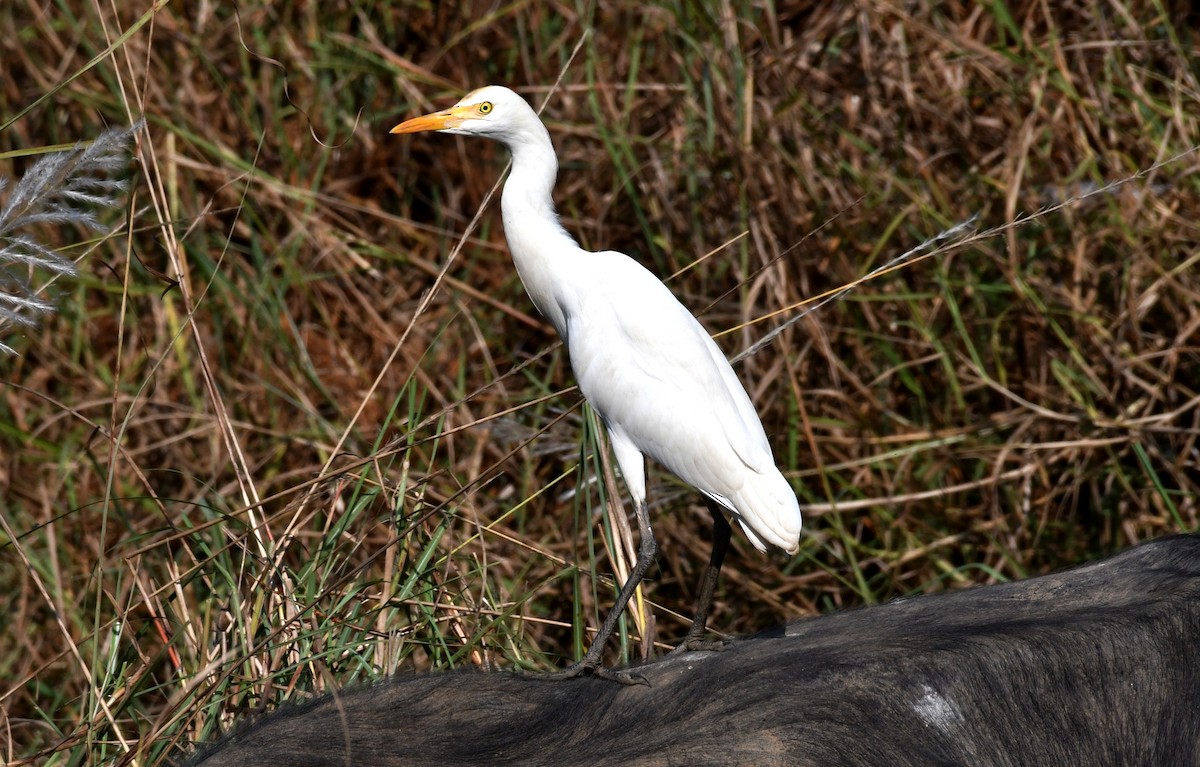Eastern Cattle Egret - mathew thekkethala